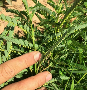 野生叶下珠珍珠草晨开夜合草新鲜现采包邮叶下珠晒干草