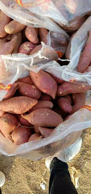 [红薯批发]苏薯8号西瓜红商品暑临沭县青云镇大量上市价格0.