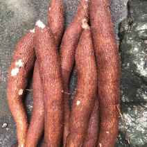 新鲜木薯现挖现卖，价格美丽
