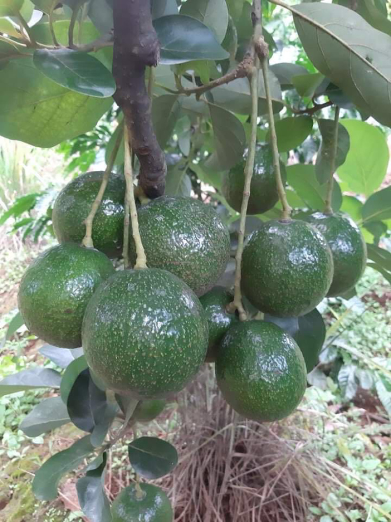 越南牛油果精品进口水果质量保障一手货源批发代发