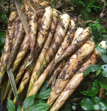 大竹笋烟熏竹笋八月笋四川泸州