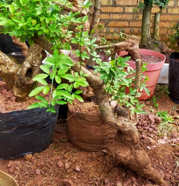 四川大花虎蹄迎春自己挖两年多的熟桩