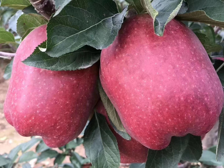 苹果市场摊位场景