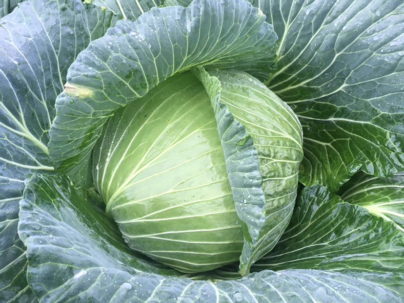 一颗新鲜的圆形圆包菜,外层为深绿色叶片,内层紧密包裹呈浅绿色,表面带有细微水珠,背景为木质菜板,光线柔和自然 圆包菜特写