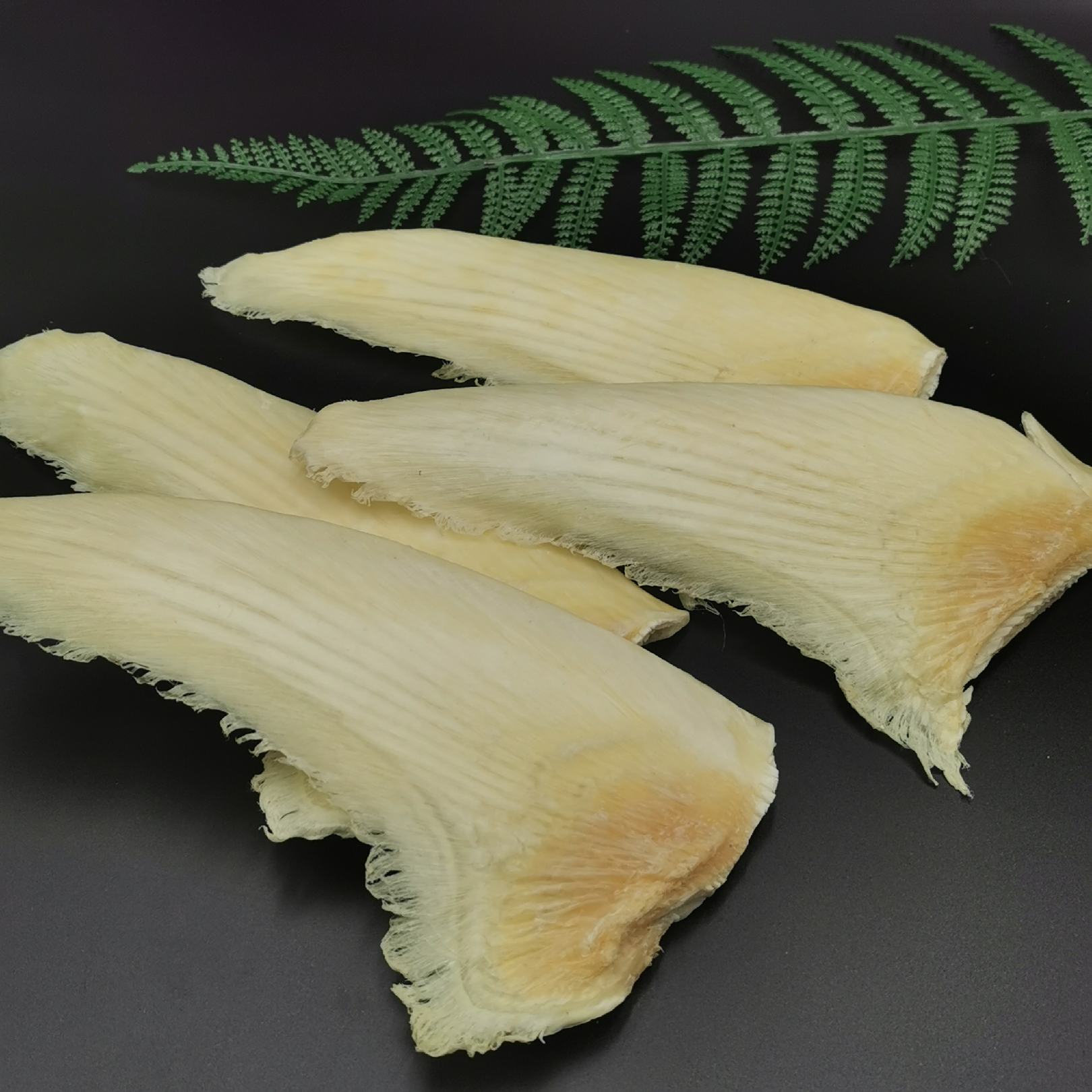 精选特大勿羊鱼翅12-14寸青片翅足干送礼高档批发价