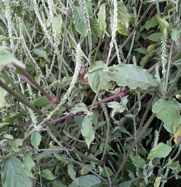 野生土牛膝中药材包邮