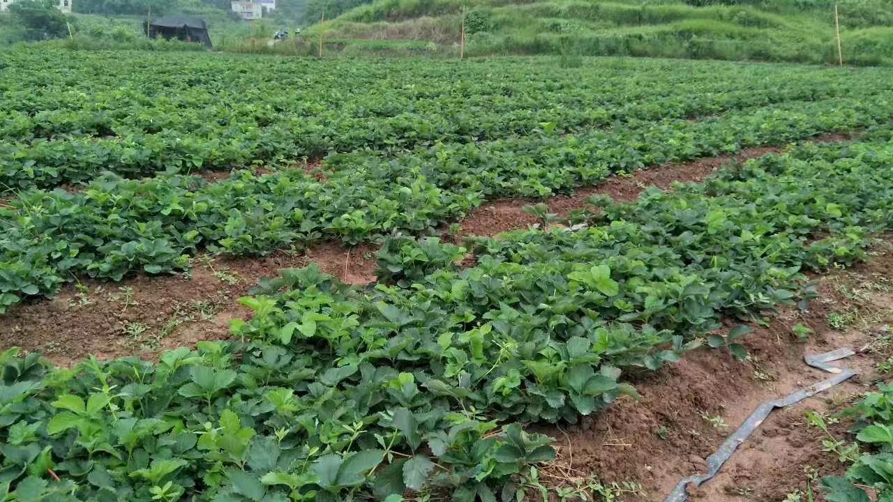 草莓种植园间管理场景