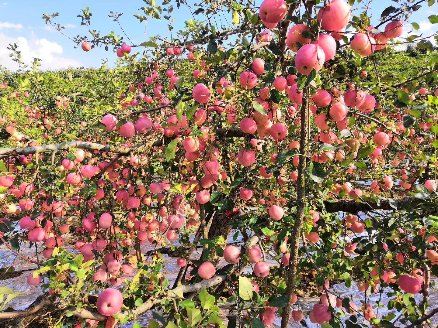 红将军苹果果园