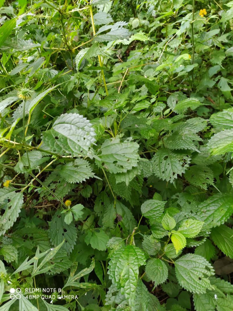 贵州毕节古夜郎大地野生全草中药材  小赤麻  小红活麻