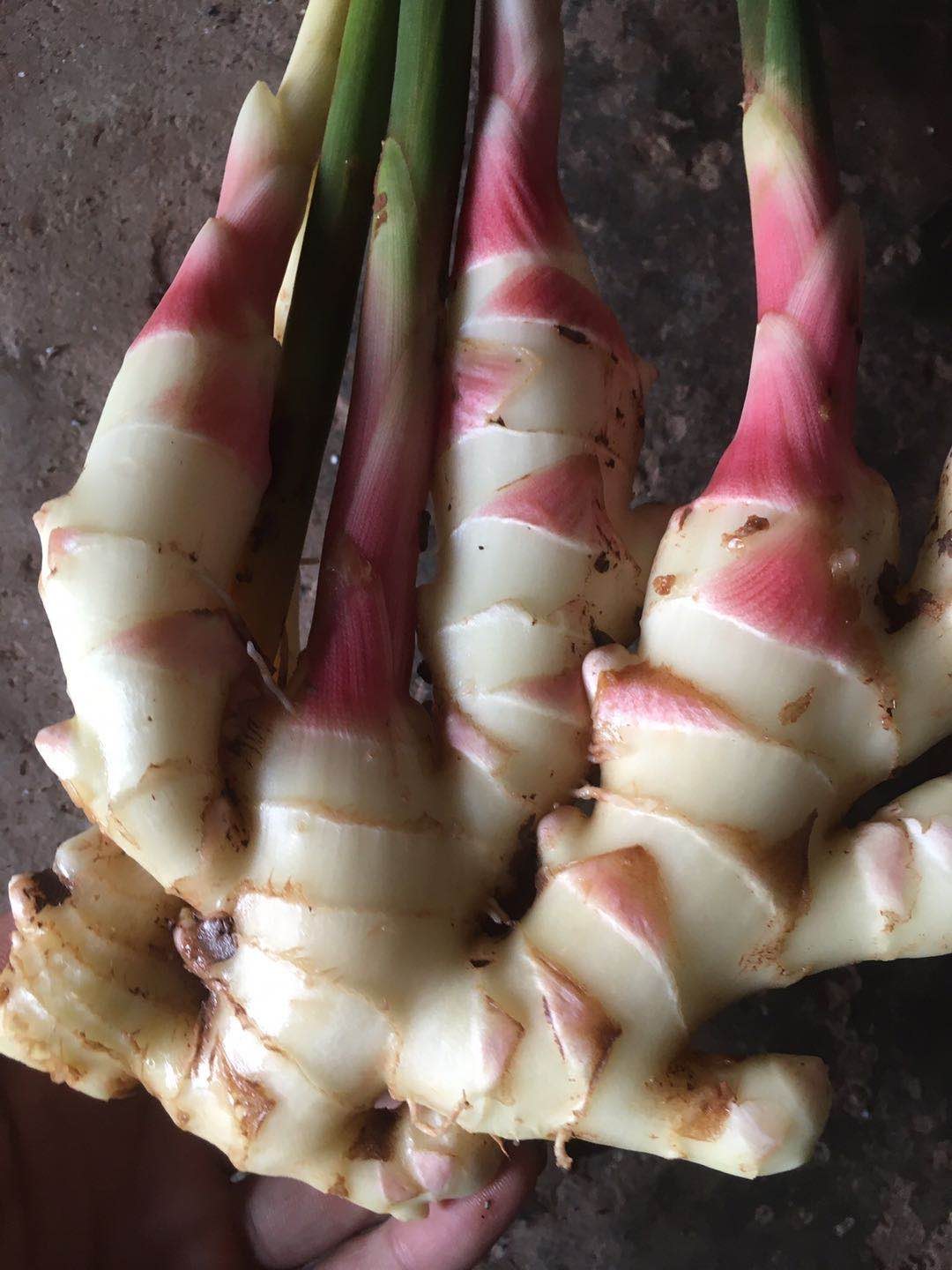 仔姜菜姜,一手基地货源,量大从优诚信合作欢迎咨询