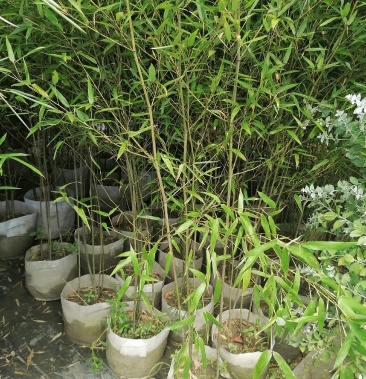 产地批发小青竹小青竹袋苗基地直销45根一袋