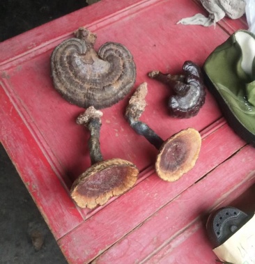 四川野生赤灵芝真正的好货货不多可以煲汤泡茶