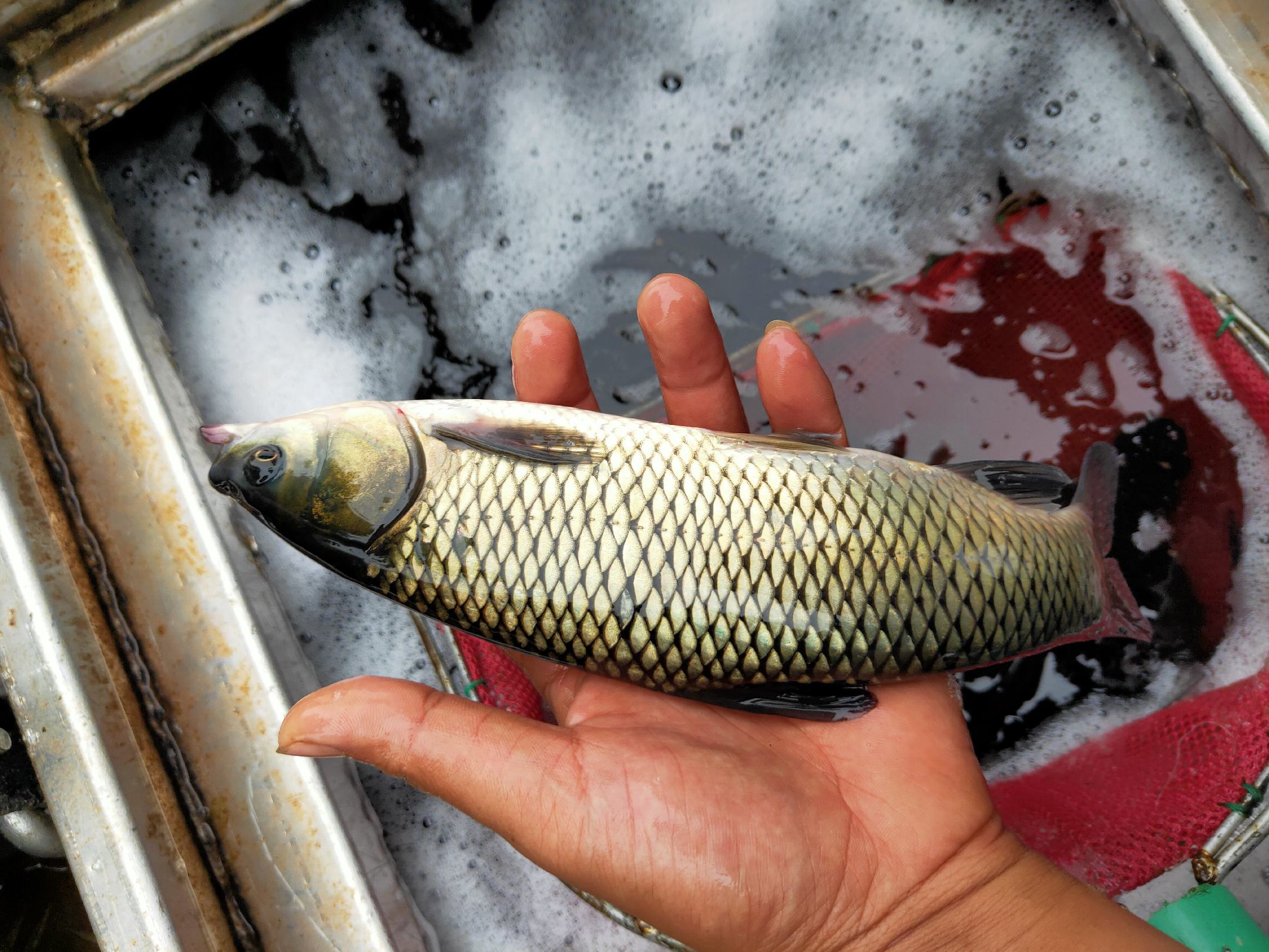 草鱼苗,当年水花苗,精养池子培育,专车送货到家!