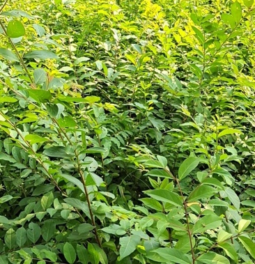 紫薇花苗小苗1米高左右