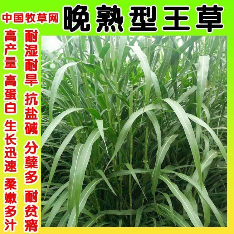 [牧草种子批发]高产牧草种子多年生大叶晚熟杂交王草种籽一年四季牛羊