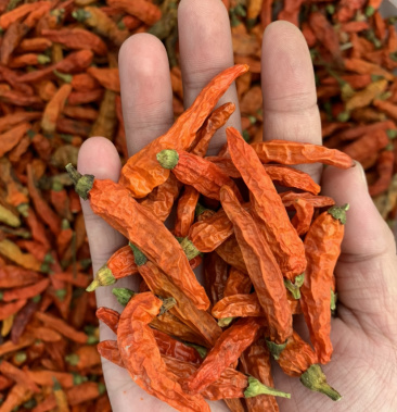 野山椒湖南汝城烘干辣王无硫磺特辣级纯干