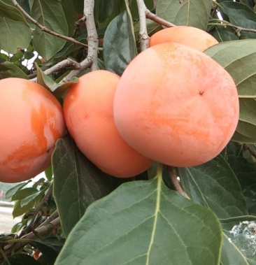 镜面柿子又名锅盖柿子