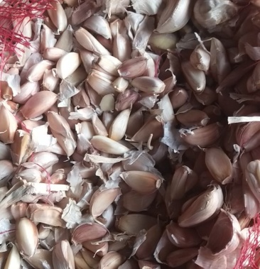 [大蒜批发]金乡蒜芯大量上市了,欢迎大家采购.价格1.50元/斤 - 一亩田