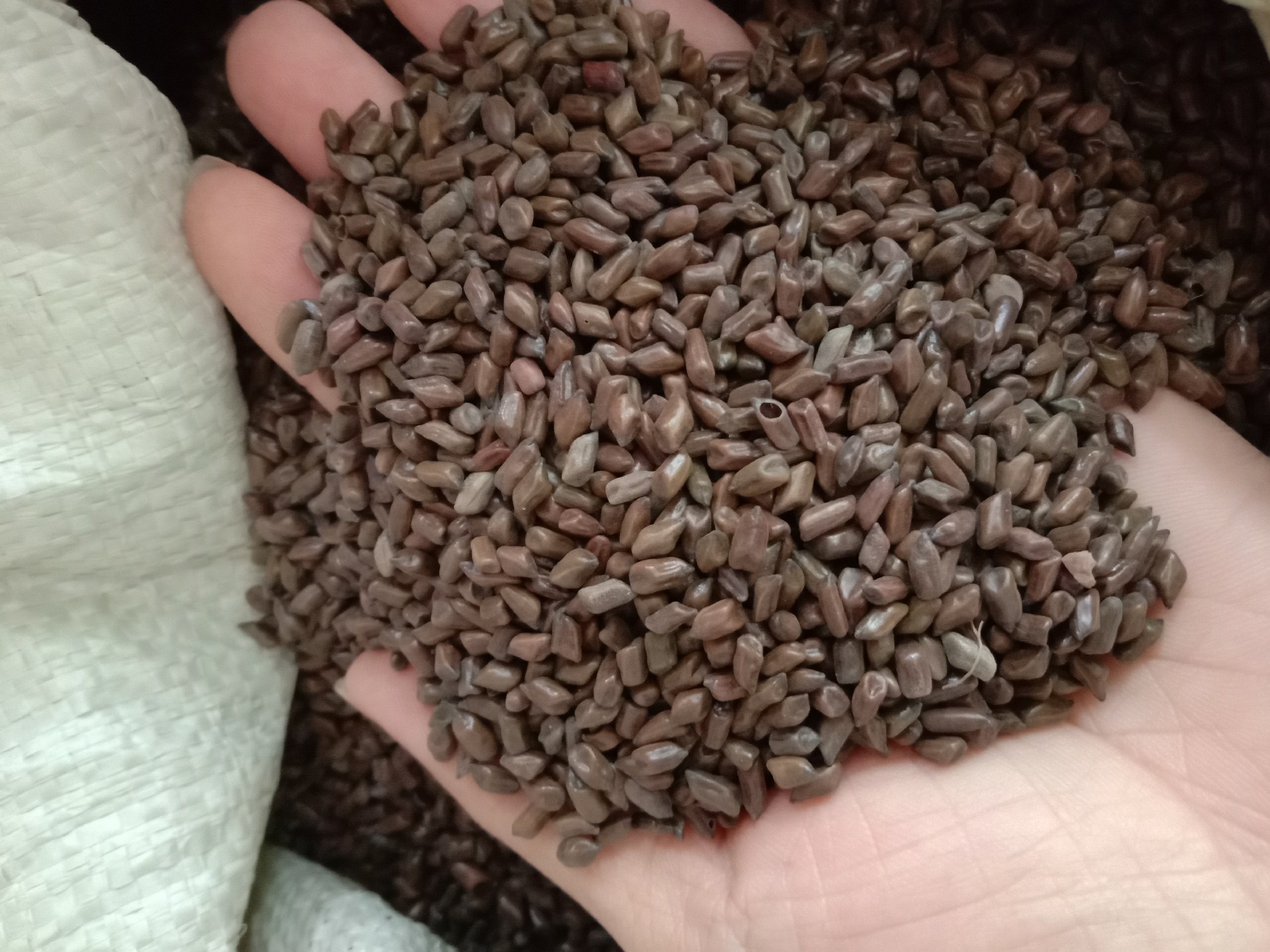 信息图展示黄芪甲苷Ⅳ(蓝色分子结构)作用于睫状肌血管内皮细胞,促进NO释放;决明子橙皮苷(绿色分子结构)进入晶状体上皮细胞,抑制醛糖还原酶(AR)活性,箭头标注关键信号通路PI3K/Akt/eNOS与AR/Sorbitol pathway,背景为视网膜毛细血管网与晶状体剖面结构 黄芪决明子协同护眼机制示意图