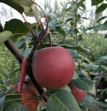 河北奥红一号保证品种纯度挖掘机挖苗