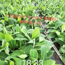 香蕉苗、西贡粉蕉苗、广粉蕉苗、金粉蕉苗、广西香蕉组培苗
