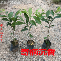 奇楠沉香树苗正宗越南沉香小苗珍贵沉香苗绿化树苗盆栽