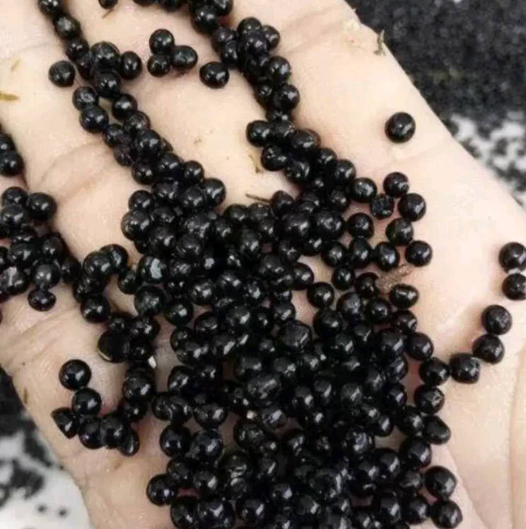 [天冬种子批发]天冬种子 大天门冬种子 发芽率95% 基地直销 全国包邮