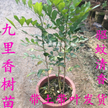 九里香小苗香花植物九里香树苗盆栽地栽四季常青驱蚊绿植