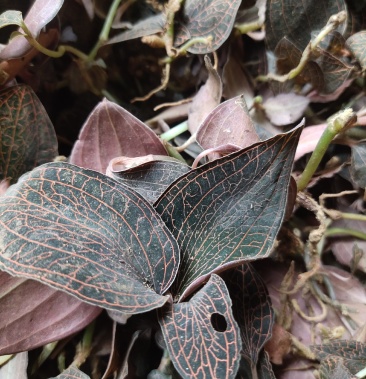 [批发]广西百色市本地野生金线莲,厚叶纯正纯野生大叶金线莲价格420.