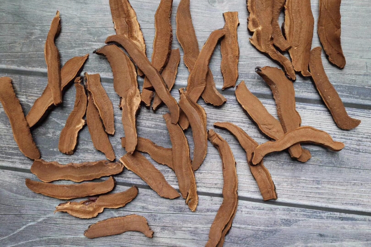 干灵芝横切面特写