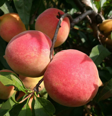 [白桃批发]丹东鸭绿江边正宗秋白桃子价格1.50元/斤 - 一亩田