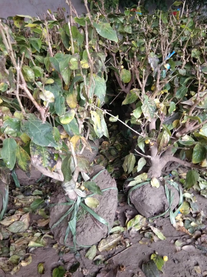 山东产地素心腊梅虎蹄腊梅基地直销欢迎各位老板来电洽谈