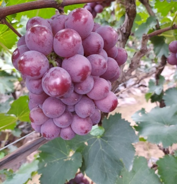 河北省巨峰葡萄大粒大串上市中