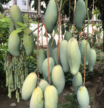 [芒果批发]景东晚熟芒果价格4.00元/斤 - 一亩田