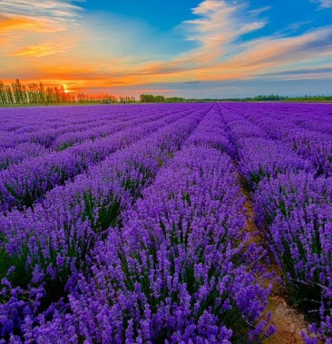 新疆伊宁太空蓝薰衣草种苗