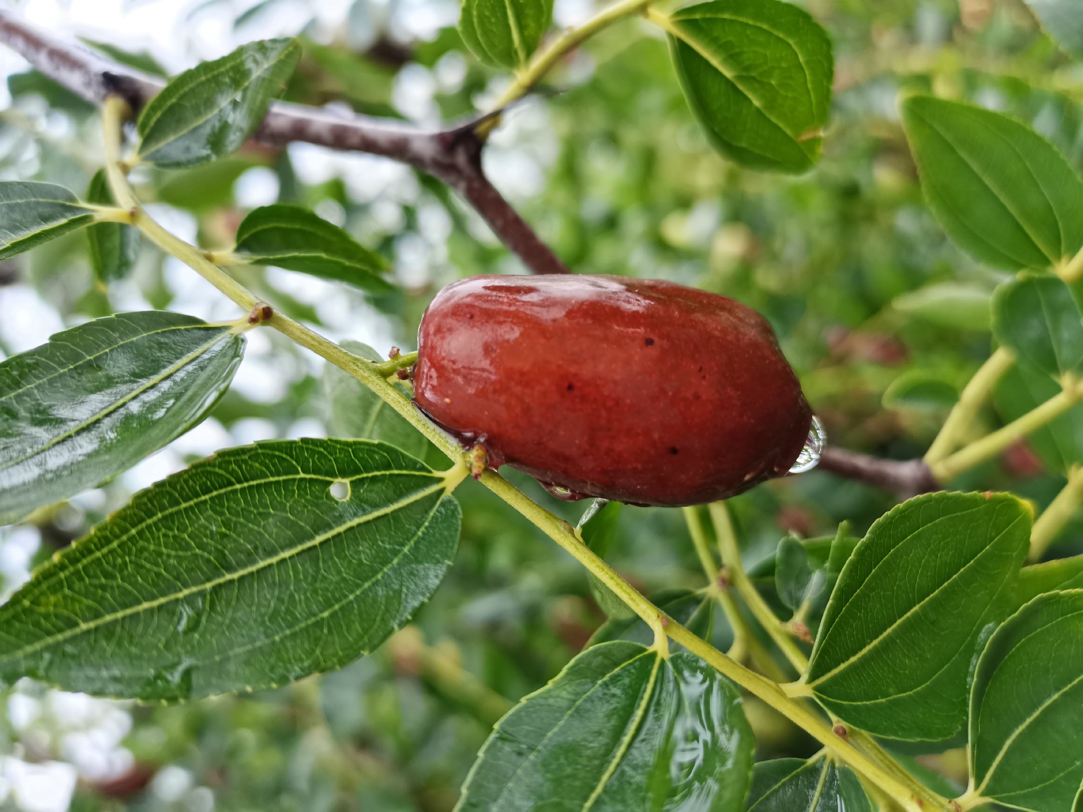 藤枣植株与果实特写