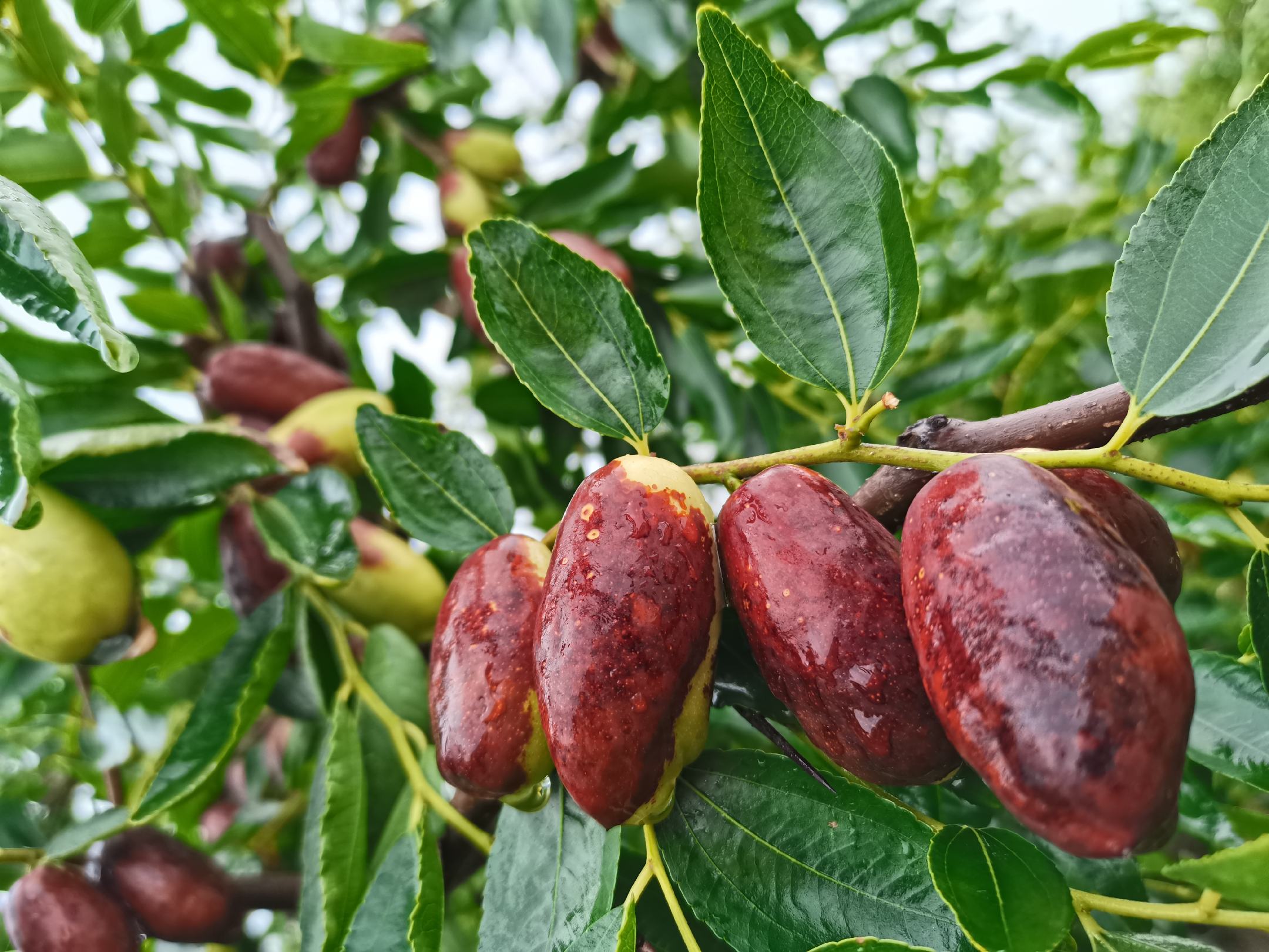 一串成熟的新枣大枣挂在枝头,果实饱满呈深红色,果皮光滑有光泽,果形细长略弯,背景为阳光照射下的果园,枝叶繁茂,体现丰收景象 新枣大枣整串挂果特写