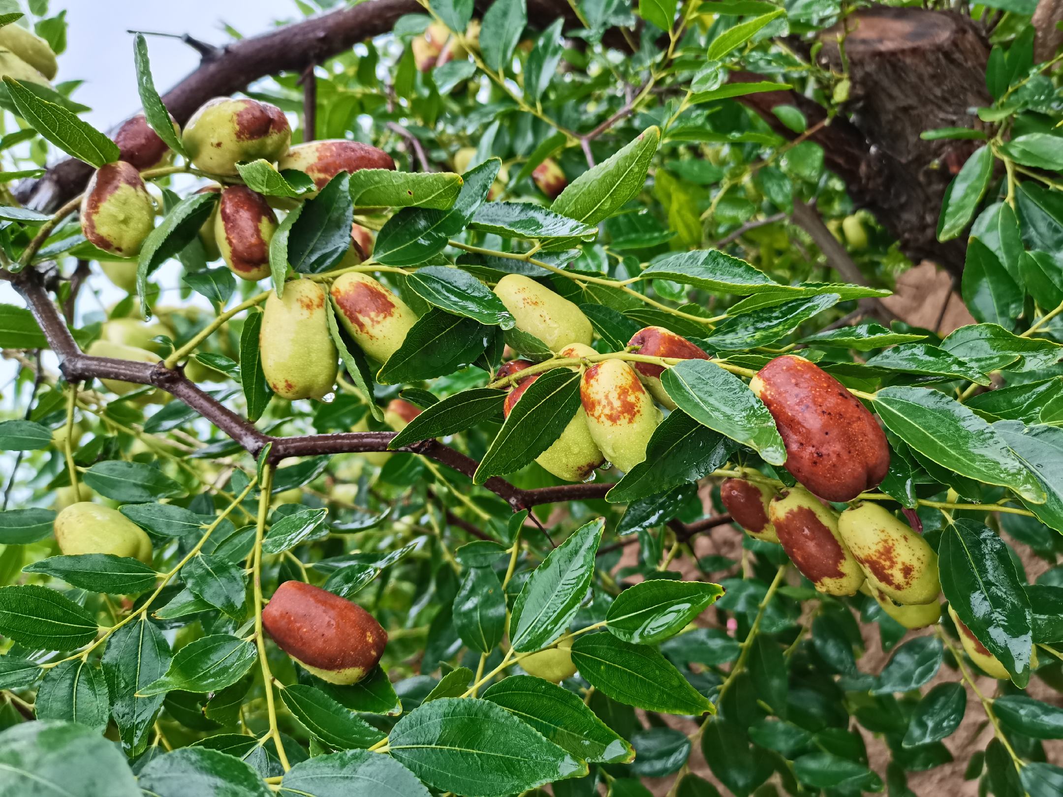 长枣种植技术详解:枣长在哪里?不同地区与季节的科学栽培方案 - 一亩田