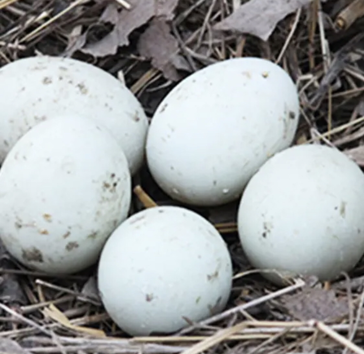 野鸭蛋特写
