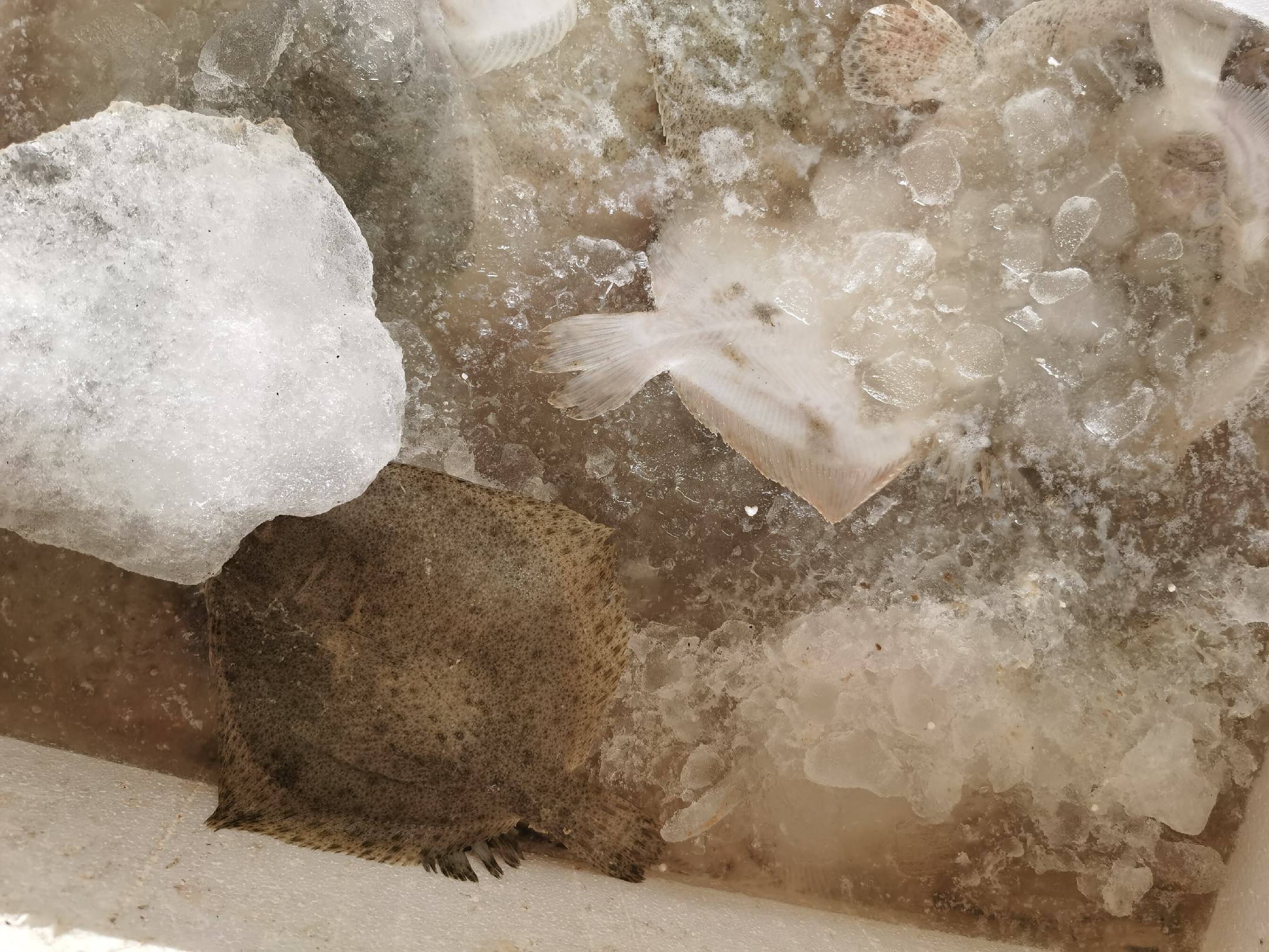 辨别多宝鱼新鲜度的方法包括观察眼睛、体表和气味 多宝鱼新鲜度辨别示意图