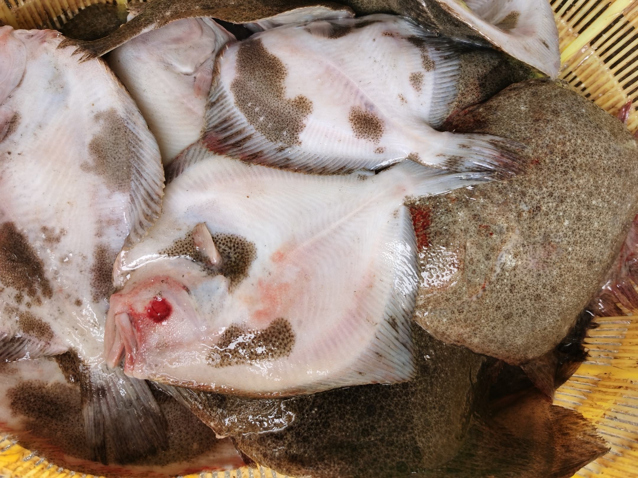 多宝鱼活体特写