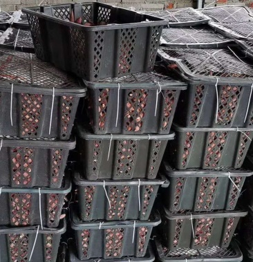 [塑料筐批发]二手小芒果筐 地瓜筐 小米椒框 圣女果筐 桂圆筐价格2.