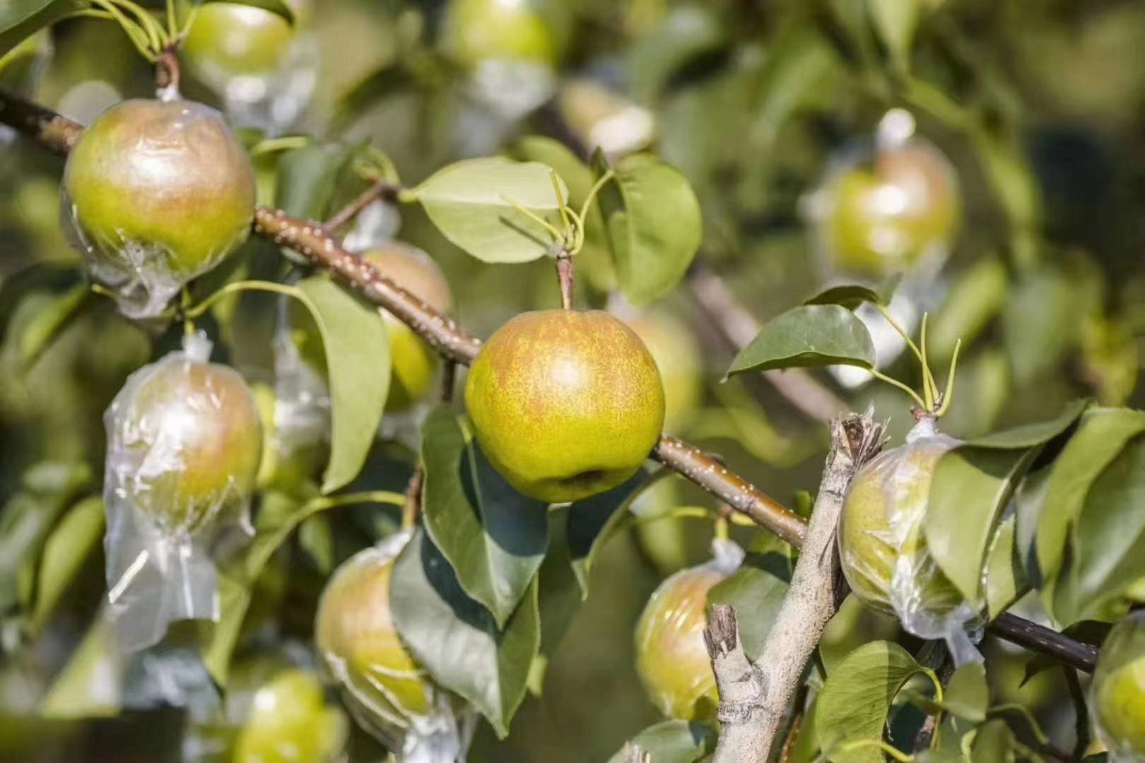 库尔勒香梨智能分拣线工作场景