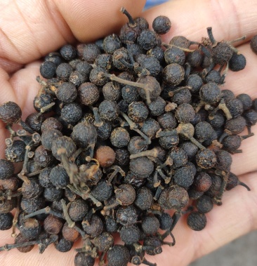 木姜子野生贵州全干货