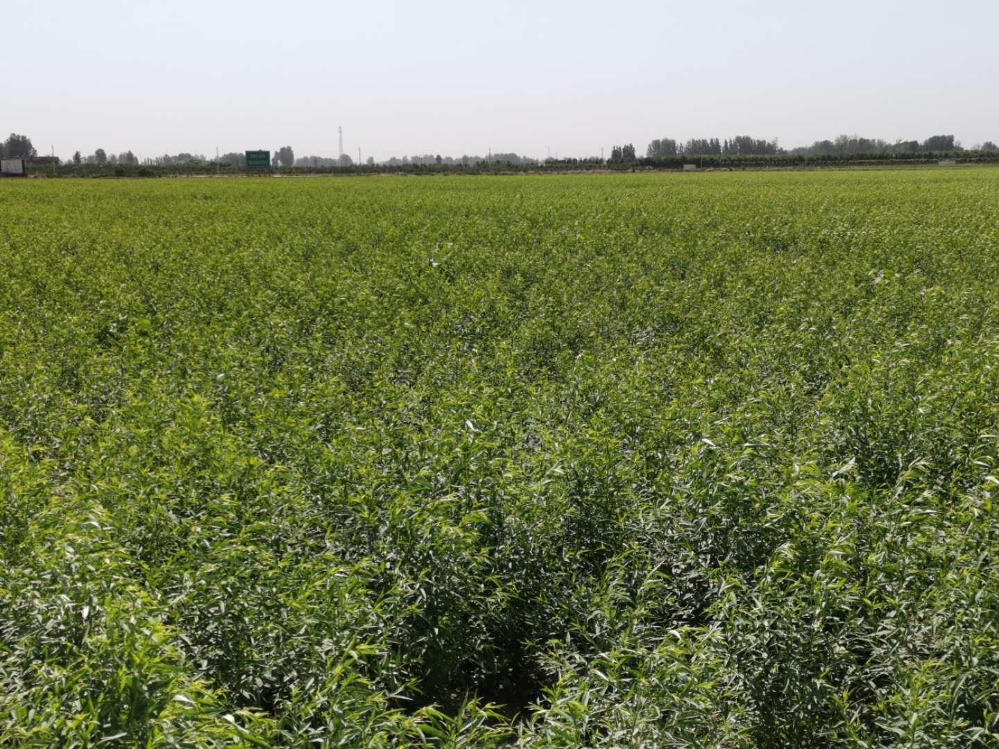 图片展示了正在田间种植的凯特杏树苗,农民正在进行施肥作业,周围环境整洁有序 凯特杏树苗种植实景图