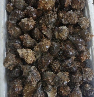 海螺麻螺大海螺小海螺好养