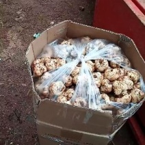 白合鱼腥草批发