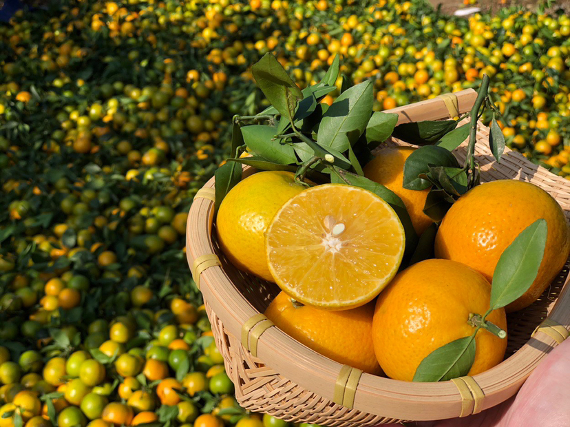 一篮新鲜的皇帝柑摆放在木质桌面上,背景为冬季装饰,营造出温馨的氛围 皇帝柑果篮