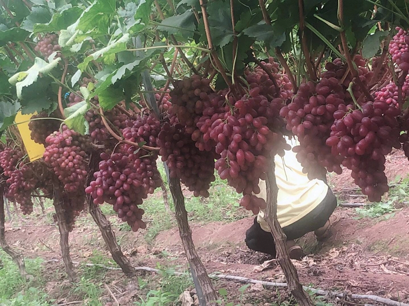克伦生葡萄种植园