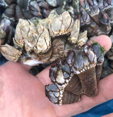 [海螺批发]佛手螺 笔架 狗爪螺价格40.00元/斤 - 一亩田